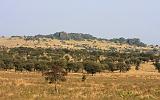 TANZANIA - Serengeti National Park - Lobo - 13